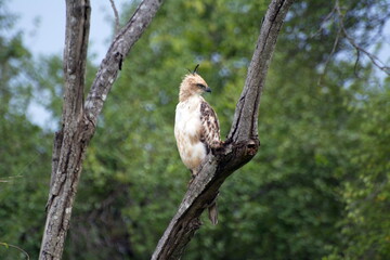 Crested Hawk Eagle scanning the forest floor for its next pray