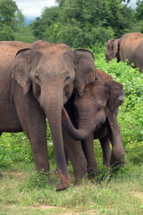Fototapeta premium Mother and Daughter elephants together caring for each other