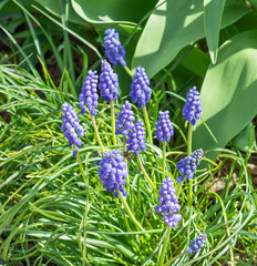 Spring flowers starch grape hyacinth