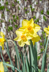 Fototapeta premium Two yellow narcissus in the spring