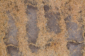 Cobblestones sprinkled with spruce needles. Unusual background. Withering tree.