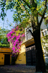 Fototapeta na wymiar Classic yellow house and beautiful flowers in Mexico City