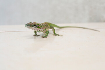 green lizard