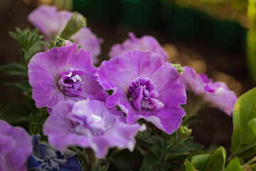 Pink Grandiflora petunias flowers. Beautiful floral background