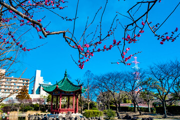 Fototapeta premium 武漢の森の梅