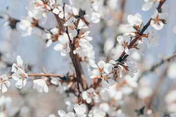 spring flowering: white apple blossoms. the concept of International Women's Day, March 8