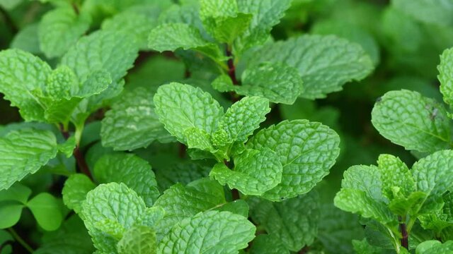 Fresh mint leaf background closeup