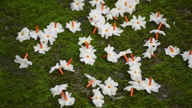 Parij Xiltonning sorayotgani videosi Parij Xiltonning sorayotgani videosi