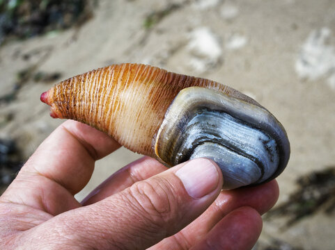 Mollusk Pacific geoduck (Panopea generosa)