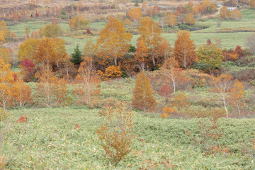 八幡平の紅葉