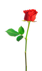 beautiful red rose on a white background