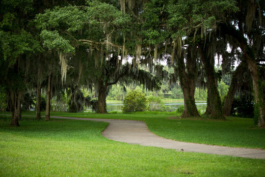 Running Path In The Woods With Green Oak Trees In Florida