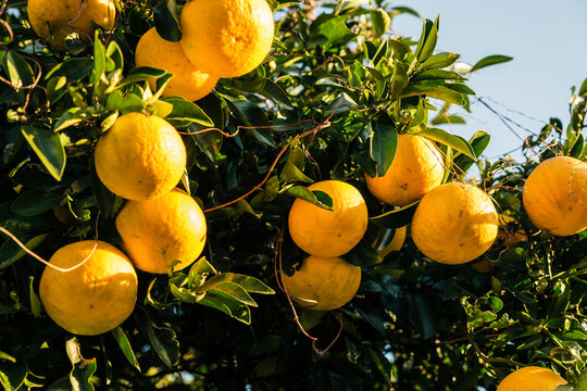 A Japanese citron tree with many fruits.