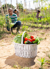 Wicker basket with fresh organic vegetables standing on fertile soil in kitchen garden on background with working people. Successful gardening concept