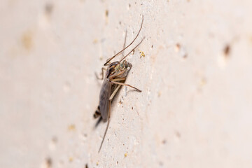 Nonbiting midge Chironomus sp. posed on a concrete wall. High quality photo