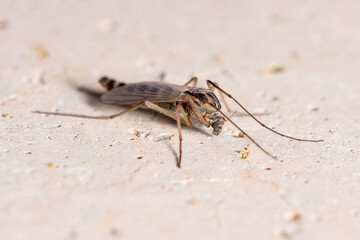 Nonbiting midge Chironomus sp. posed on a concrete wall. High quality photo