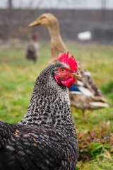 Spotted hen outside in the garden.
