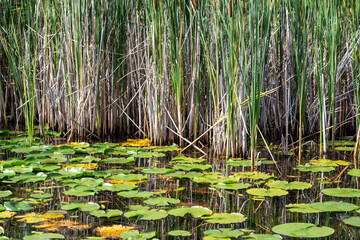 Full frame scenic view of a lake front water landscape with lily pads, tall green grasses, and cattails on a sunny summer day