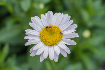 Fototapeta premium Close-up of a pink daisy flower with dew in the forest
