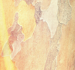 Bark texture and pattern. Extraordinary background. Japanese stewartia bark smooth textured and painted.