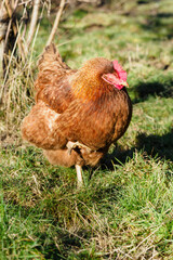 Brown hen outside in the garden.