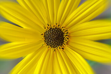 Close up of yellow daisy flower