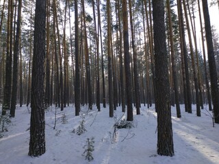 forest in winter