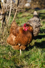 Brown hen outside in the garden.