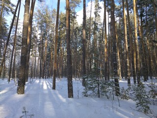 Obraz na płótnie Canvas forest in winter