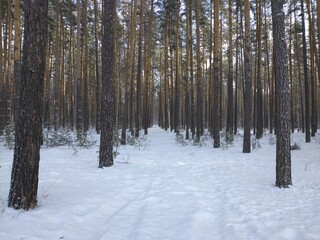 forest in winter