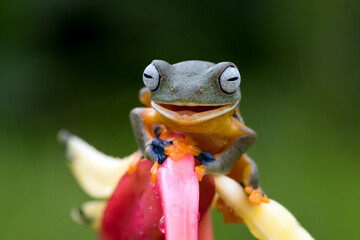 Green tree frog perched on a flower petals