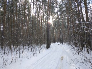 forest in winter