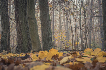 Naklejka na ściany i meble Early morning in a foggy wilderness. Autumn in Kampinos National Park, Poland. Colorful dried leaves cover the soil. Selective focus on tree trunks, blurred background.
