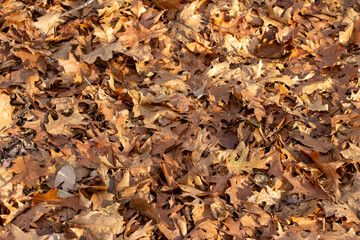 Full frame abstract texture background of fallen crisp brown oak leaves covering the ground in autumn, in sunlight with copy space