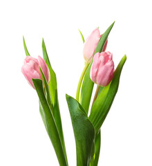 Beautiful tulip flowers on white background