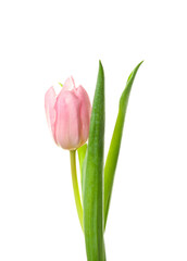 Beautiful tulip flower on white background