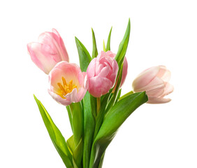 Obraz premium Beautiful tulip flowers on white background