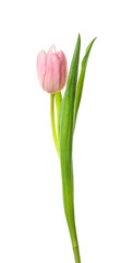 Beautiful tulip flower on white background