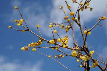 春を告げるロウバイの花が咲く