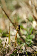春を迎えて成長始めるつくし