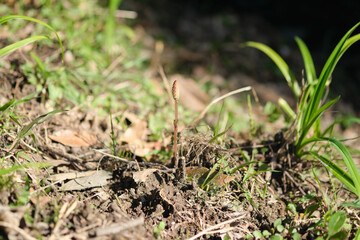 ニョキニョキ伸びるつくし