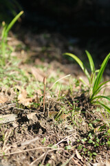 土から生える春のつくし