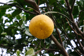 木に実る美味しそうなポンカン