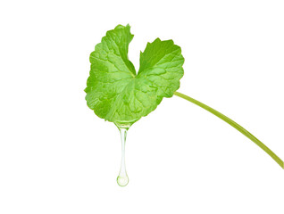 Gotu kola (Centella asiatica) essential oil dripping from fresh leaf isolated on white background....