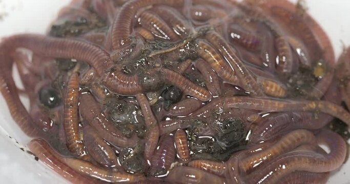 compost worms moving close-up