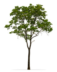 Obraz premium Tree isolated on white background