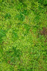 Green grass texture background. Starweed (winterweed, chickweed, satinflower, Stellaria media) plants. Top view