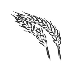 Wheat Ear Handmade vector illustration, sketch. wheat vector sketch illustration