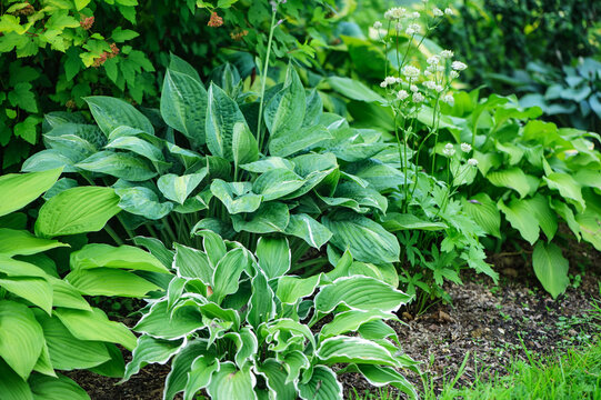 various hostas planted together in summer garden, shady garden ideas and landscaping concept