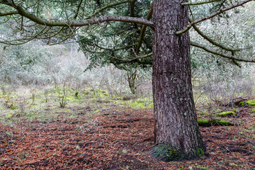 Cedar trunk and ground covered with male cones. Cedrus. Pinar de Las Lomas, León, Spain.